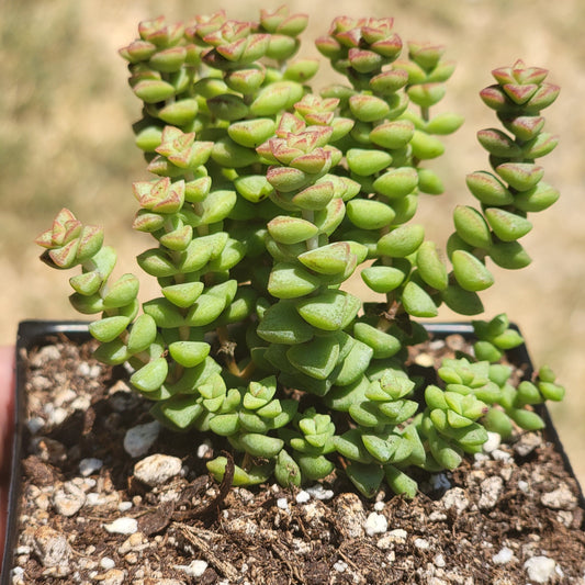 Crassula Rupestris Ssp. Conmutata 'Pulgarcito'