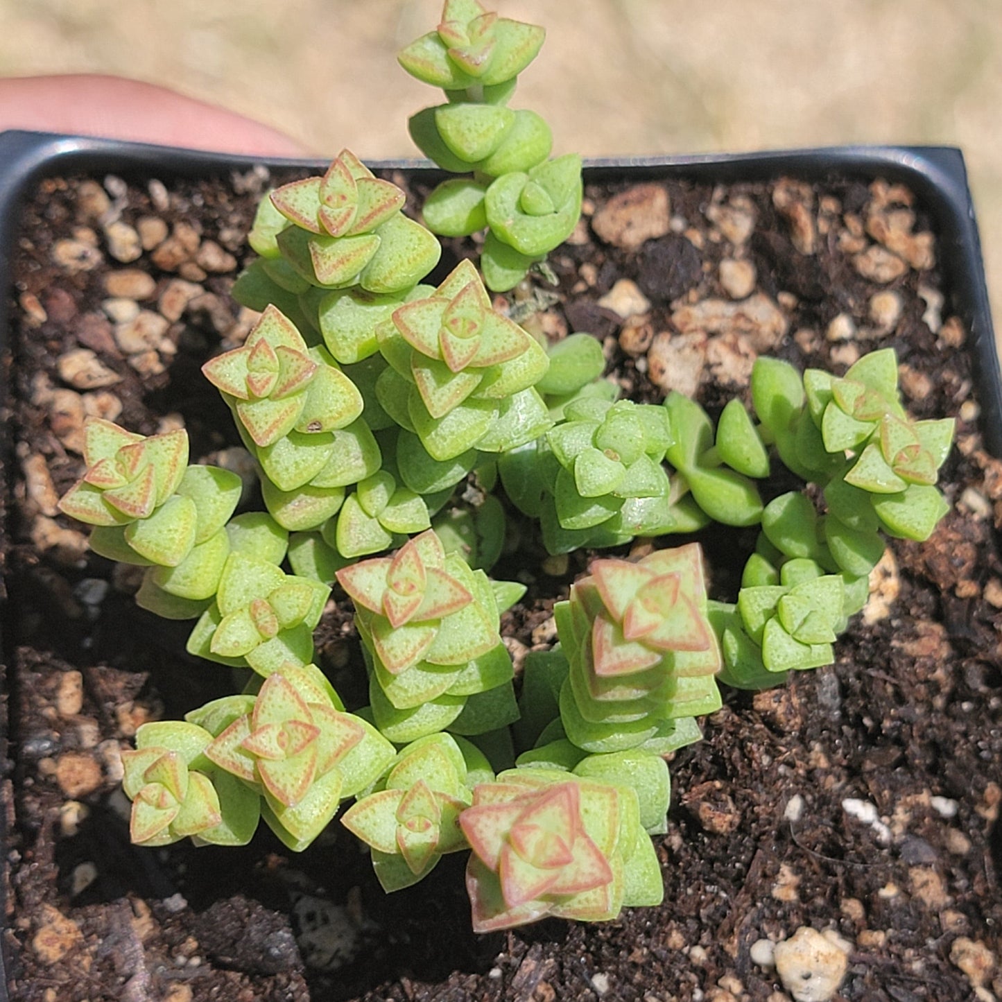 Crassula Rupestris Ssp. Commutata 'Tom Pouce'