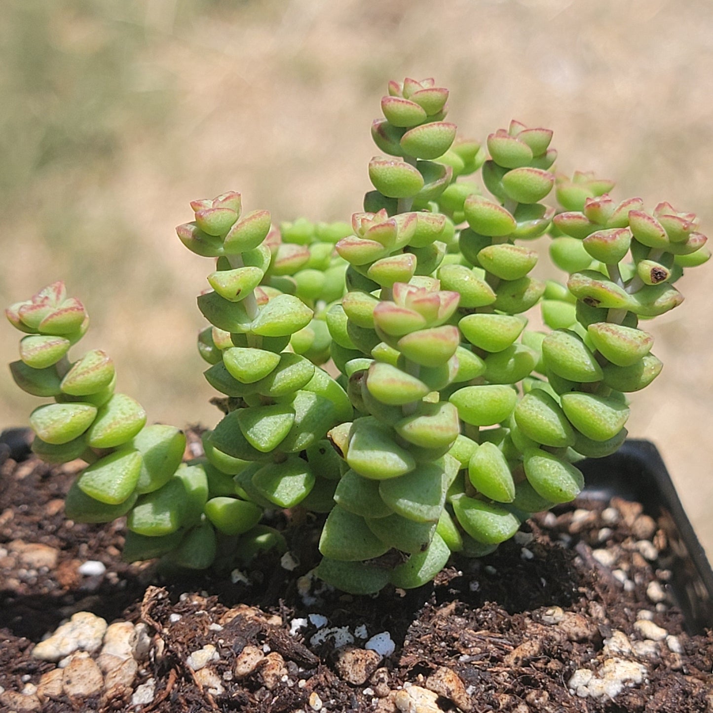 Crassula Rupestris Ssp. Commutata 'Tom Pouce'