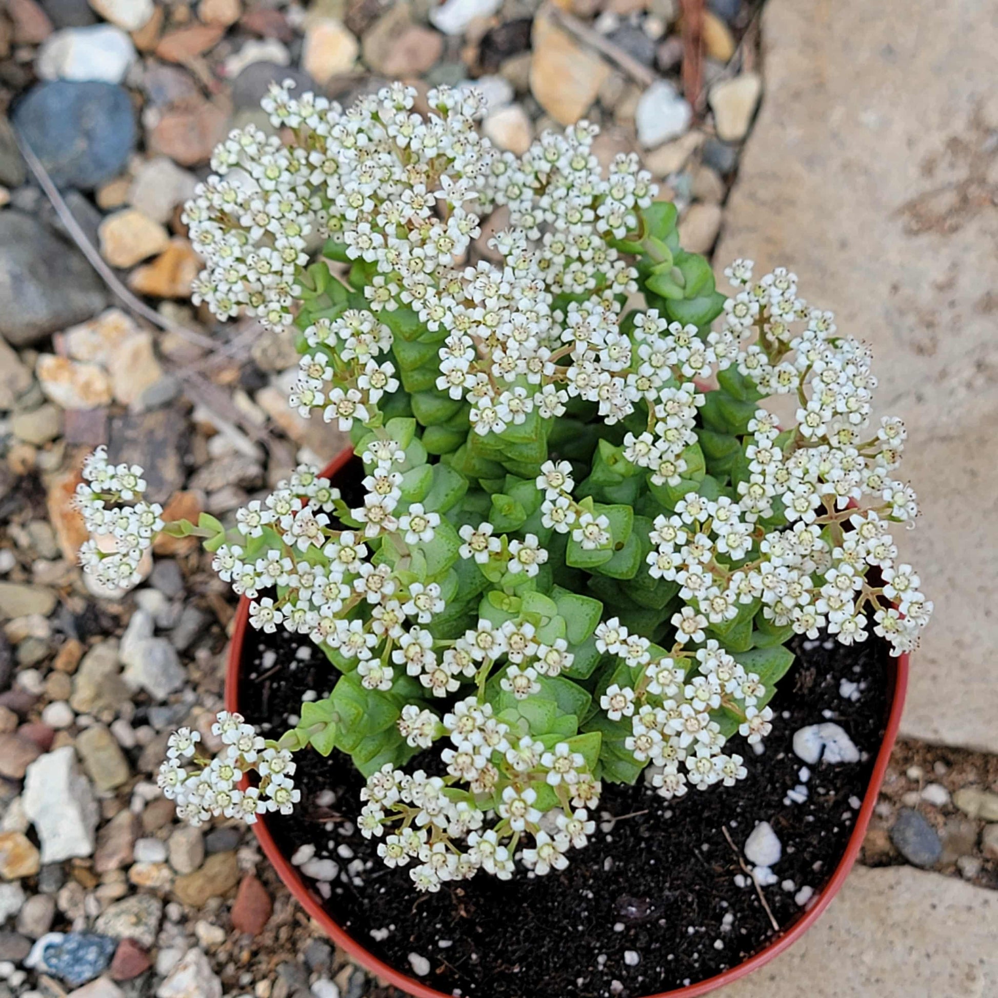 Crassula Rupestris 'Tom Thumb' - 4 Inch Assorted - Succulent - DesertScapeSucculent
