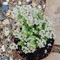 Crassula Rupestris 'Tom Thumb' - 4 Inch Assorted - Succulent - DesertScapeSucculent