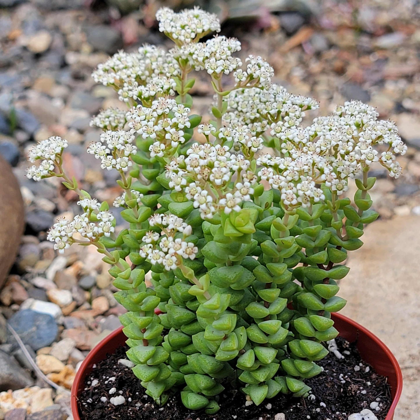 Crassula Rupestris 'Tom Thumb' - 4 Inch Assorted - Succulent - DesertScapeSucculent