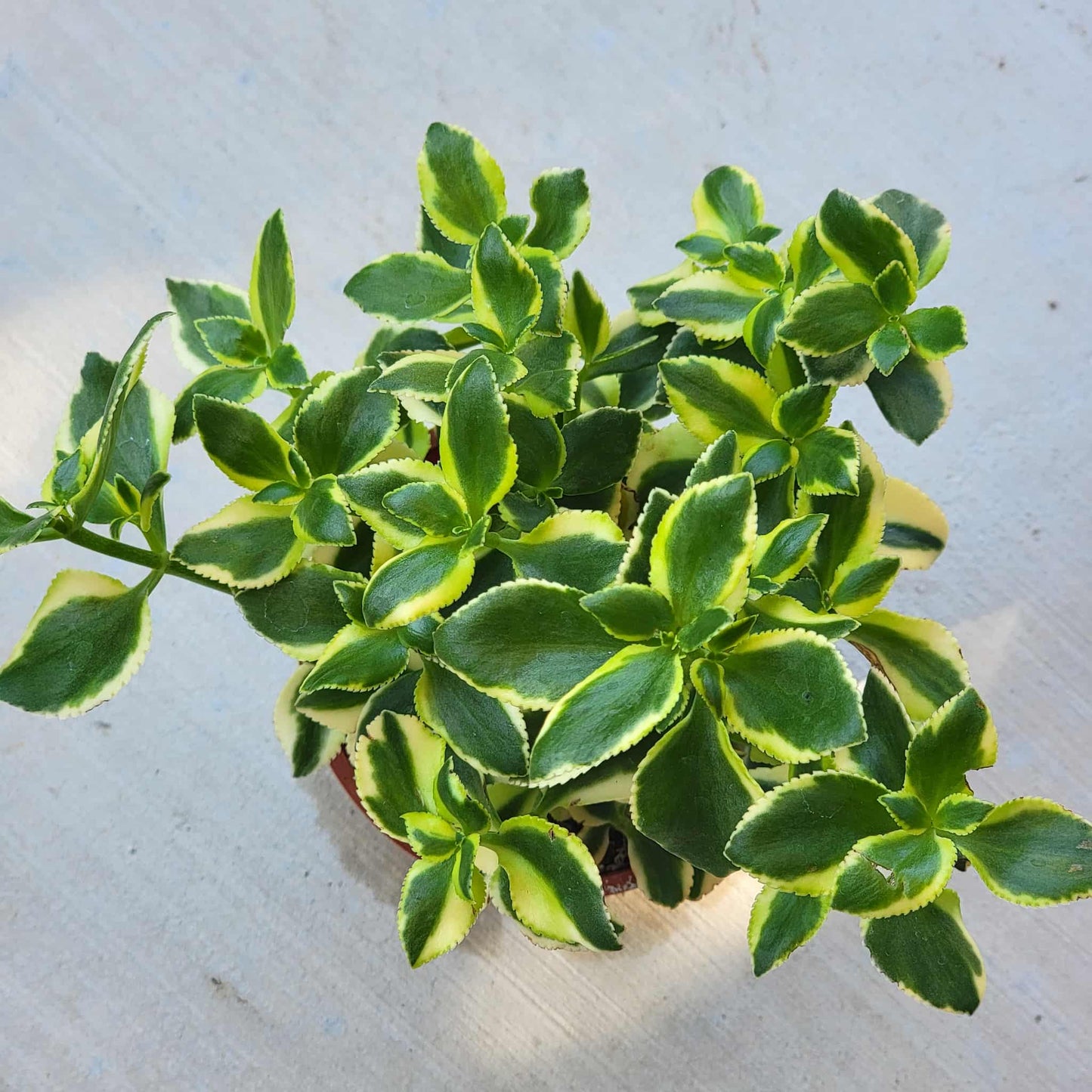 Crassula sarmentosa 'Variegata' - 4 Inch Assorted - Succulent - DesertScapeSucculent