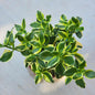Crassula sarmentosa 'Variegata' - 4 Inch Assorted - Succulent - DesertScapeSucculent