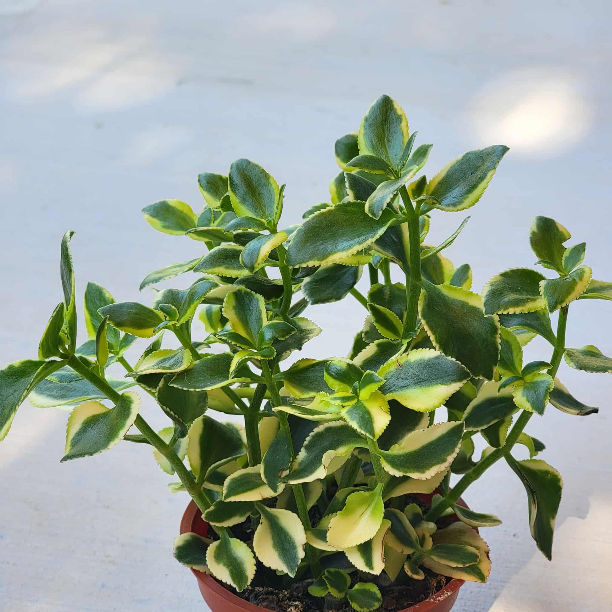 Crassula sarmentosa 'Variegata' - 4 Inch Assorted - Succulent - DesertScapeSucculent