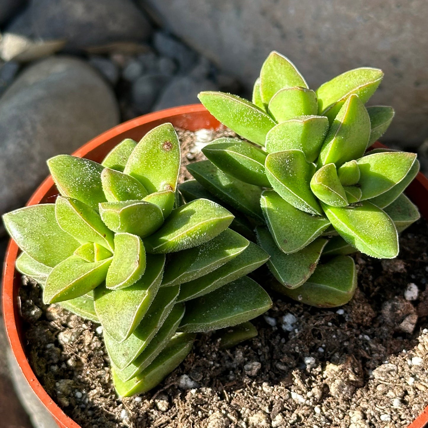 Crassula Spring Time