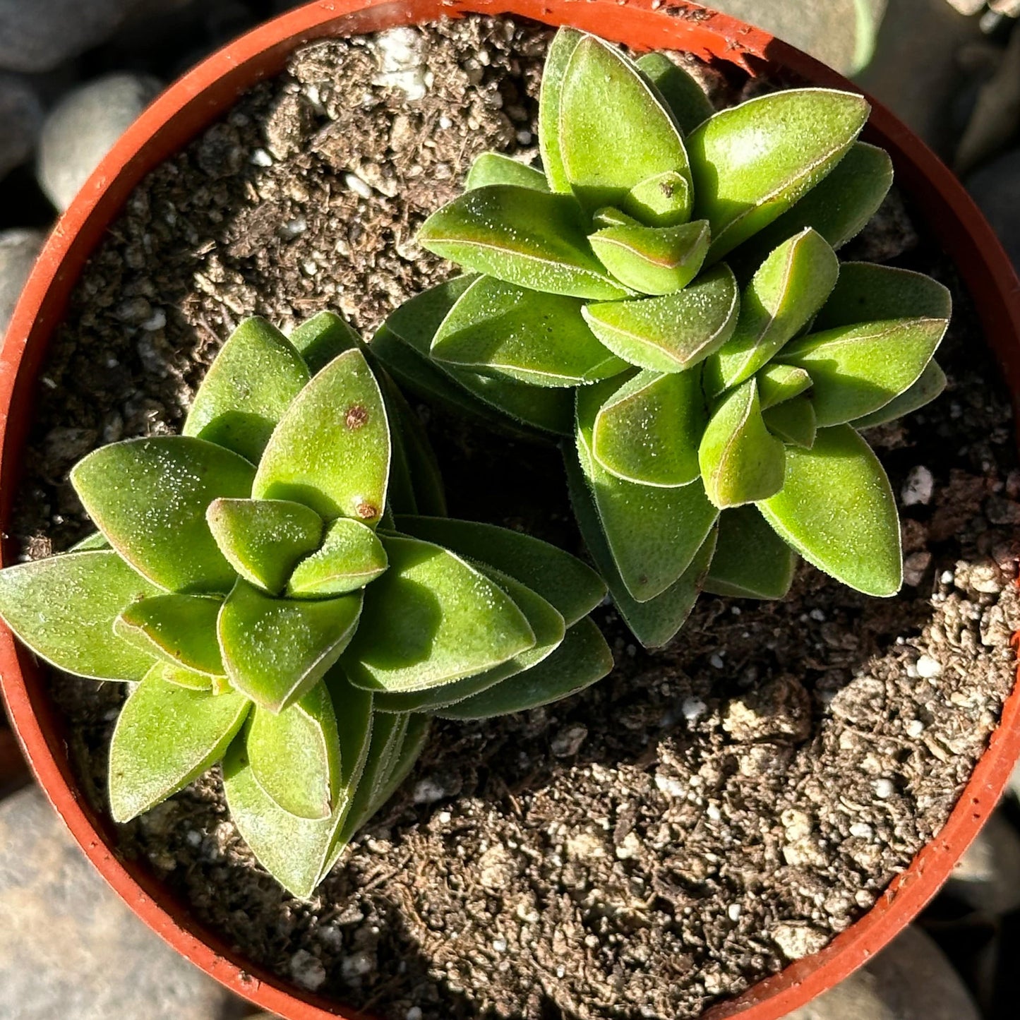 Crassula Spring Time