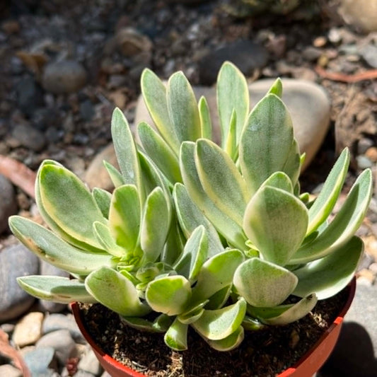 DesertScapeSucculent Succulent 4 Inch Crassula swaziensis Var. 'Money Maker'