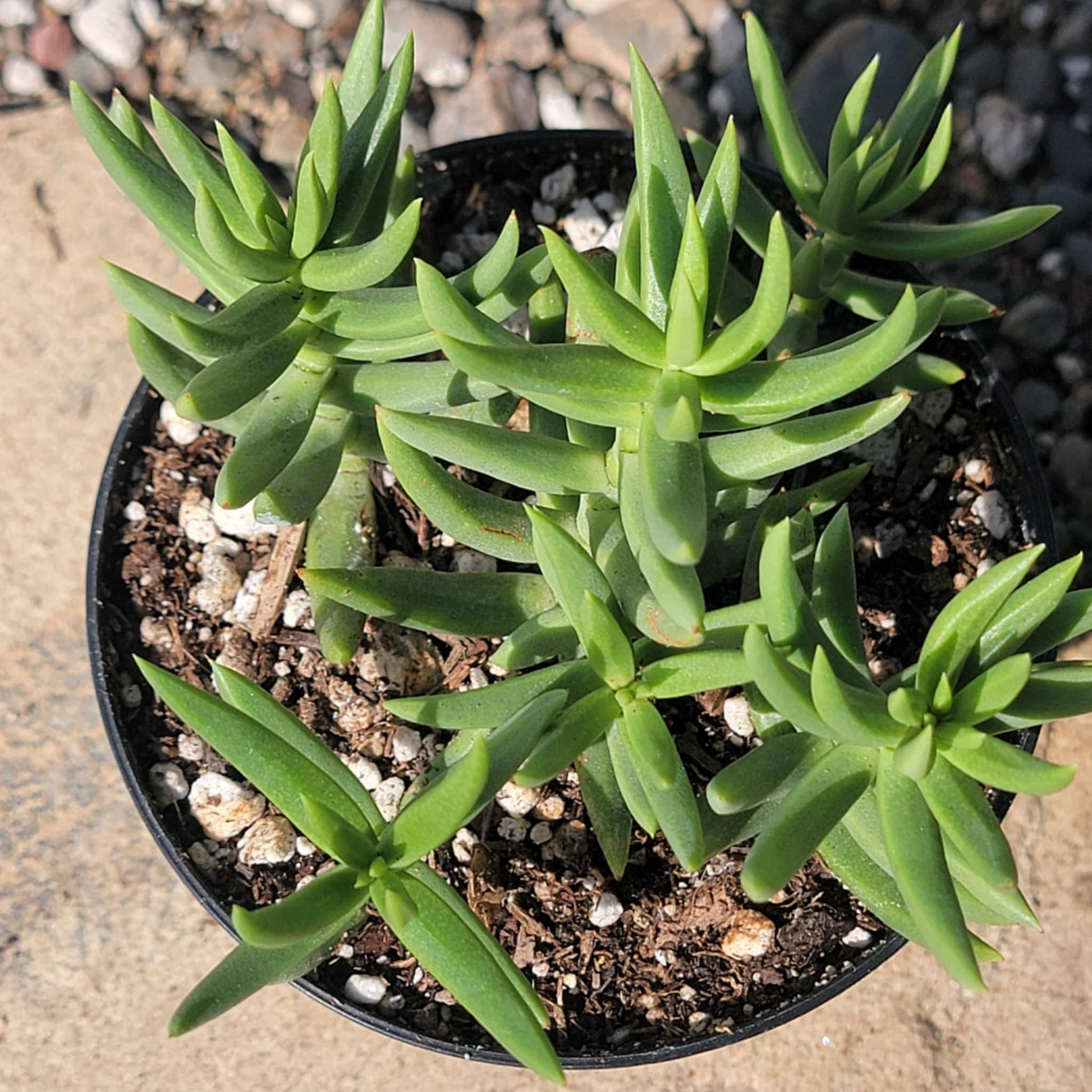 mini pine tree succulent care Crassula tetragona 'Miniature Pine Tree' – DesertScapeSucculent
