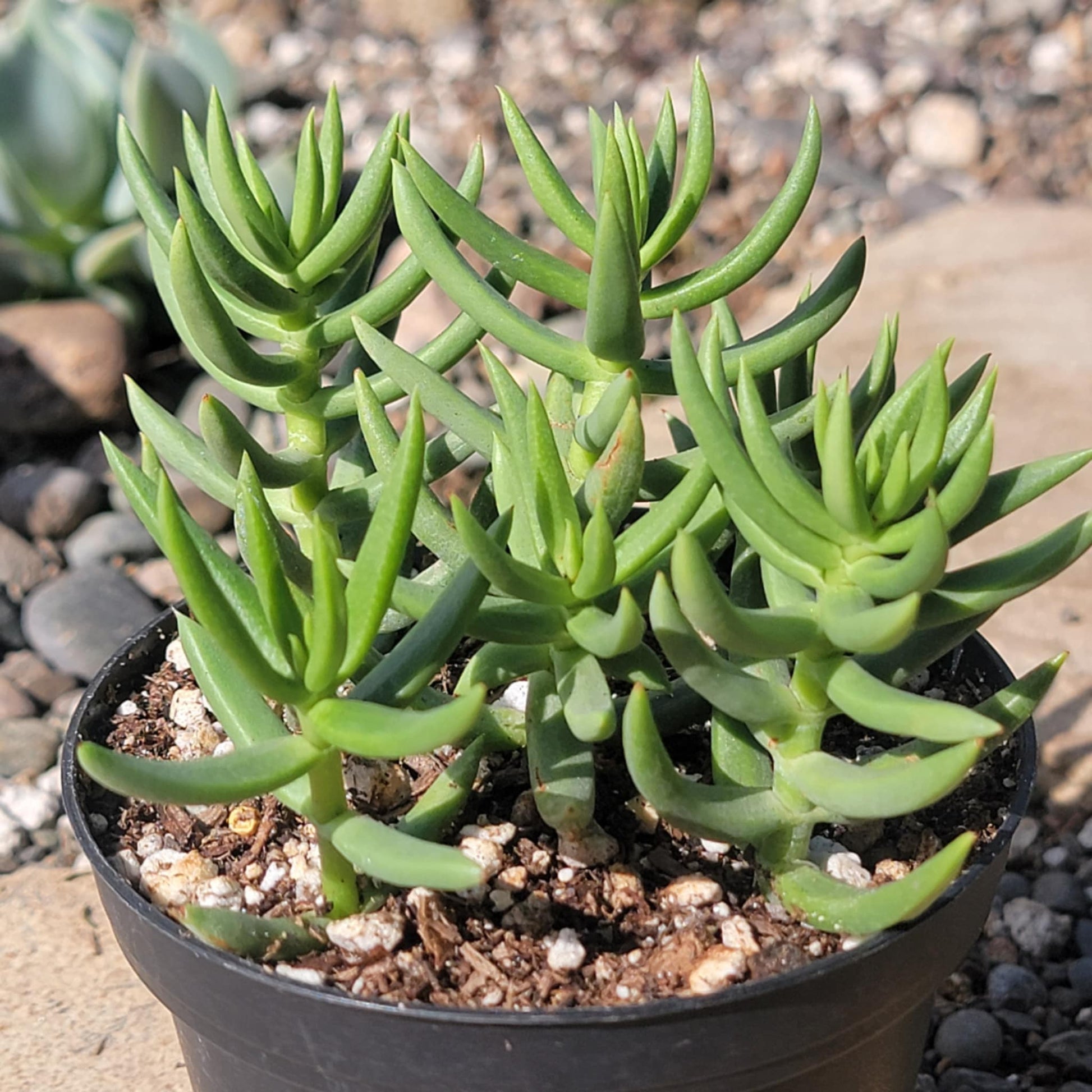 crassula tetragona succulent Crassula tetragona 'Miniature Pine Tree' – DesertScapeSucculent