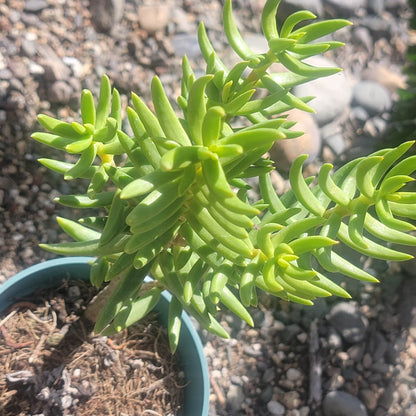 Crassula tetragona 'Miniature Pine Tree'