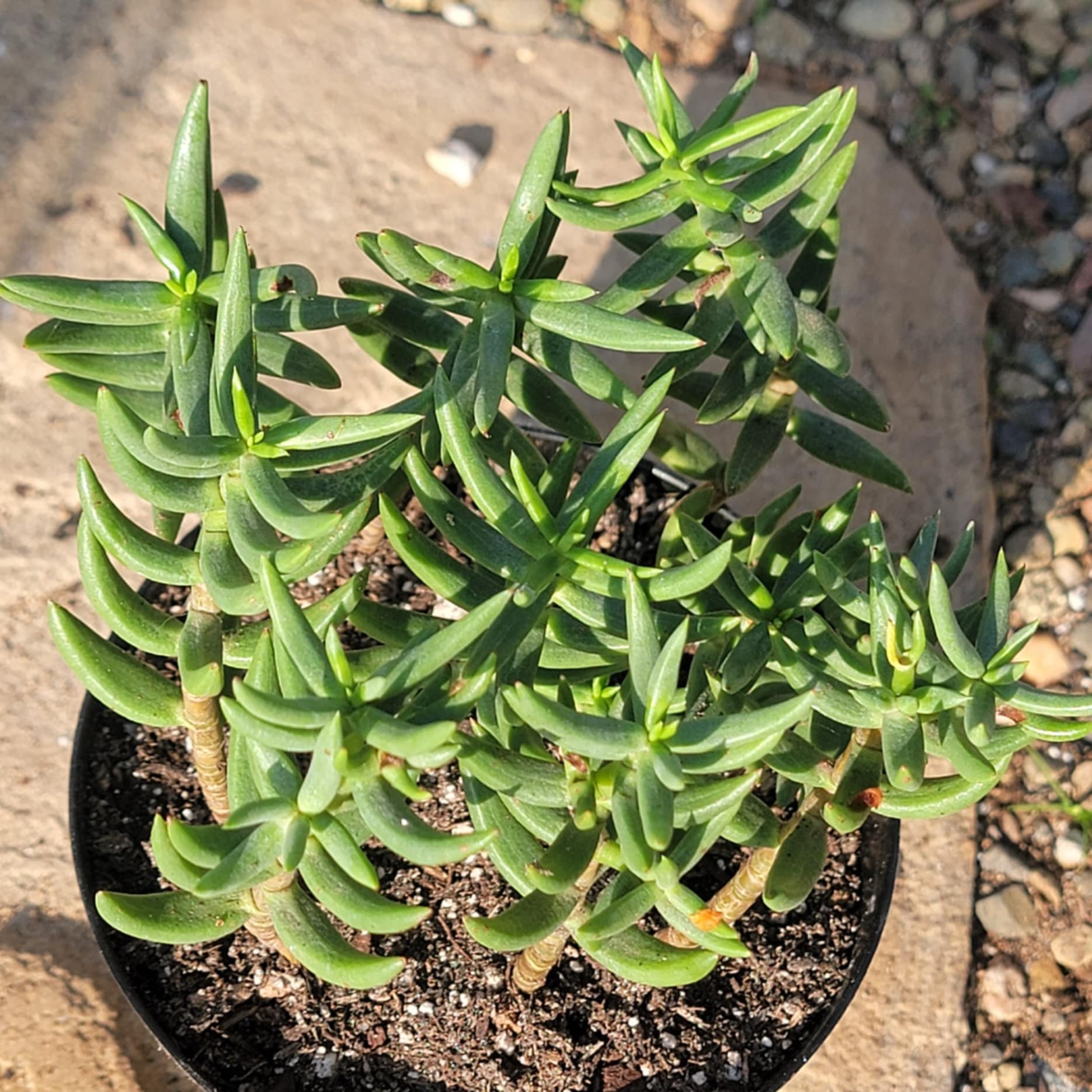 house plant that looks like pine tree Crassula tetragona 'Miniature Pine Tree' – DesertScapeSucculent
