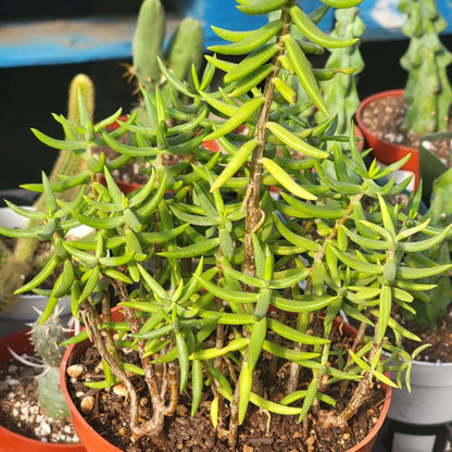 Crassula tetragona 'Miniature Pine Tree'