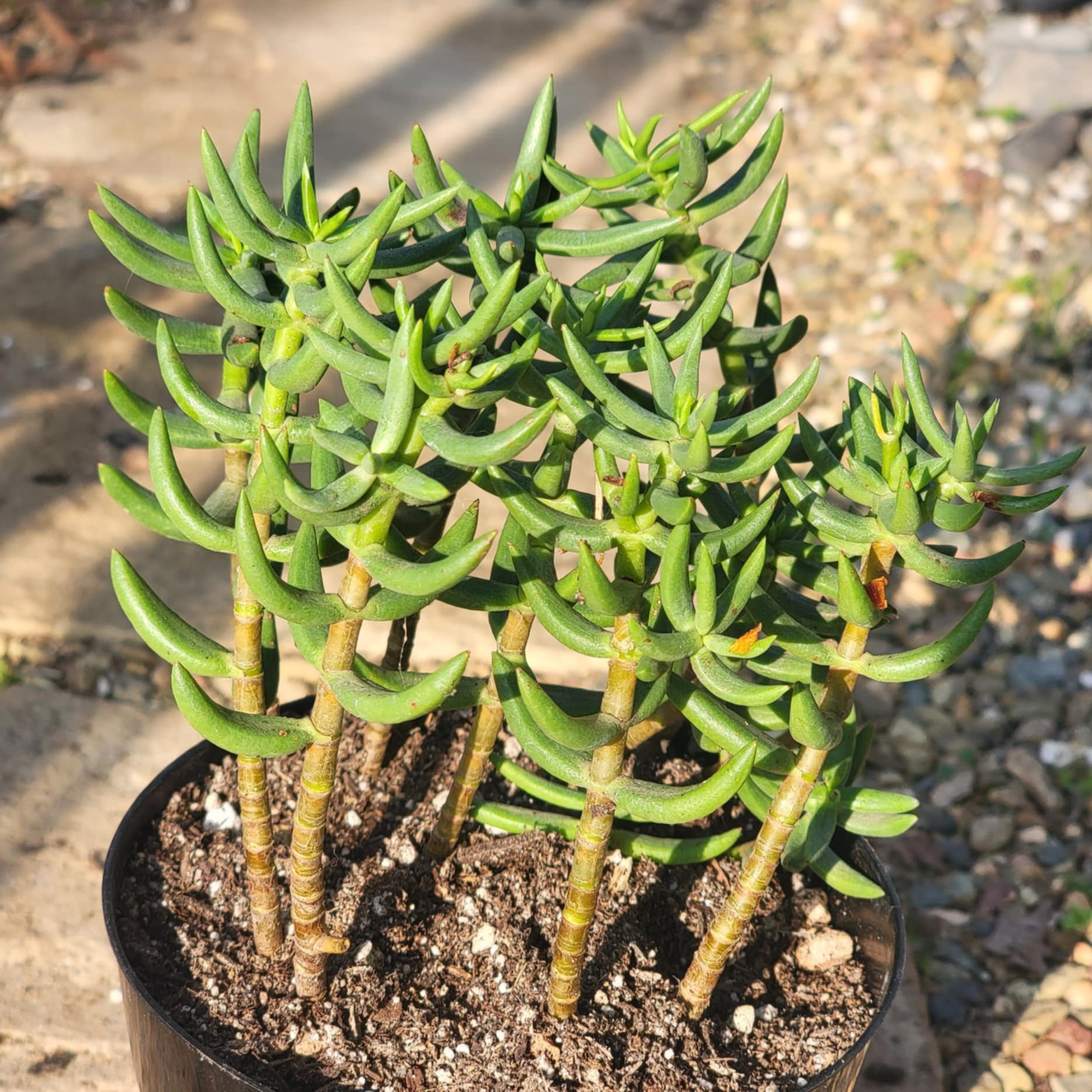 miniature pine tree succulent care Crassula tetragona 'Miniature Pine Tree' – DesertScapeSucculent