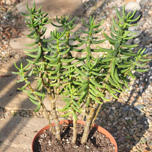 DesertScapeSucculent Succulent Crassula tetragona 'Miniature Pine Tree'