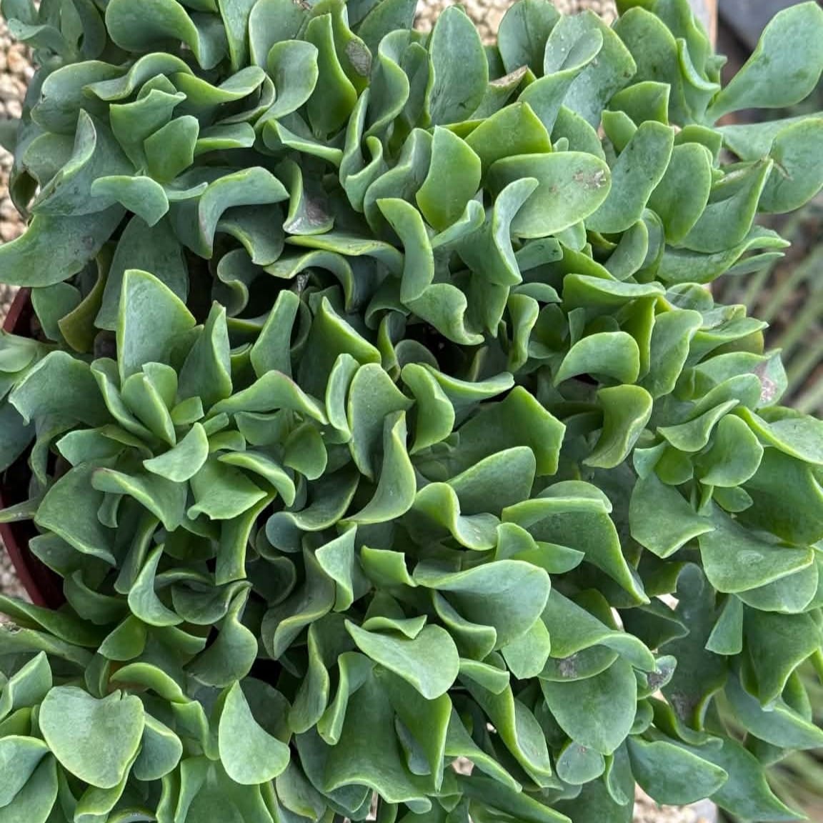 DesertScapeSucculent Succulent Crassula Undulatifolia 'Ripple Jade'
