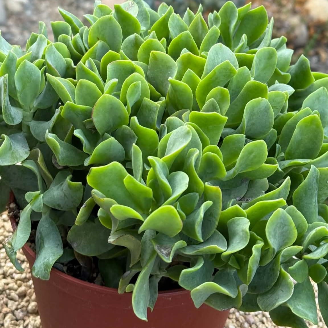 DesertScapeSucculent Succulent Crassula Undulatifolia 'Ripple Jade'