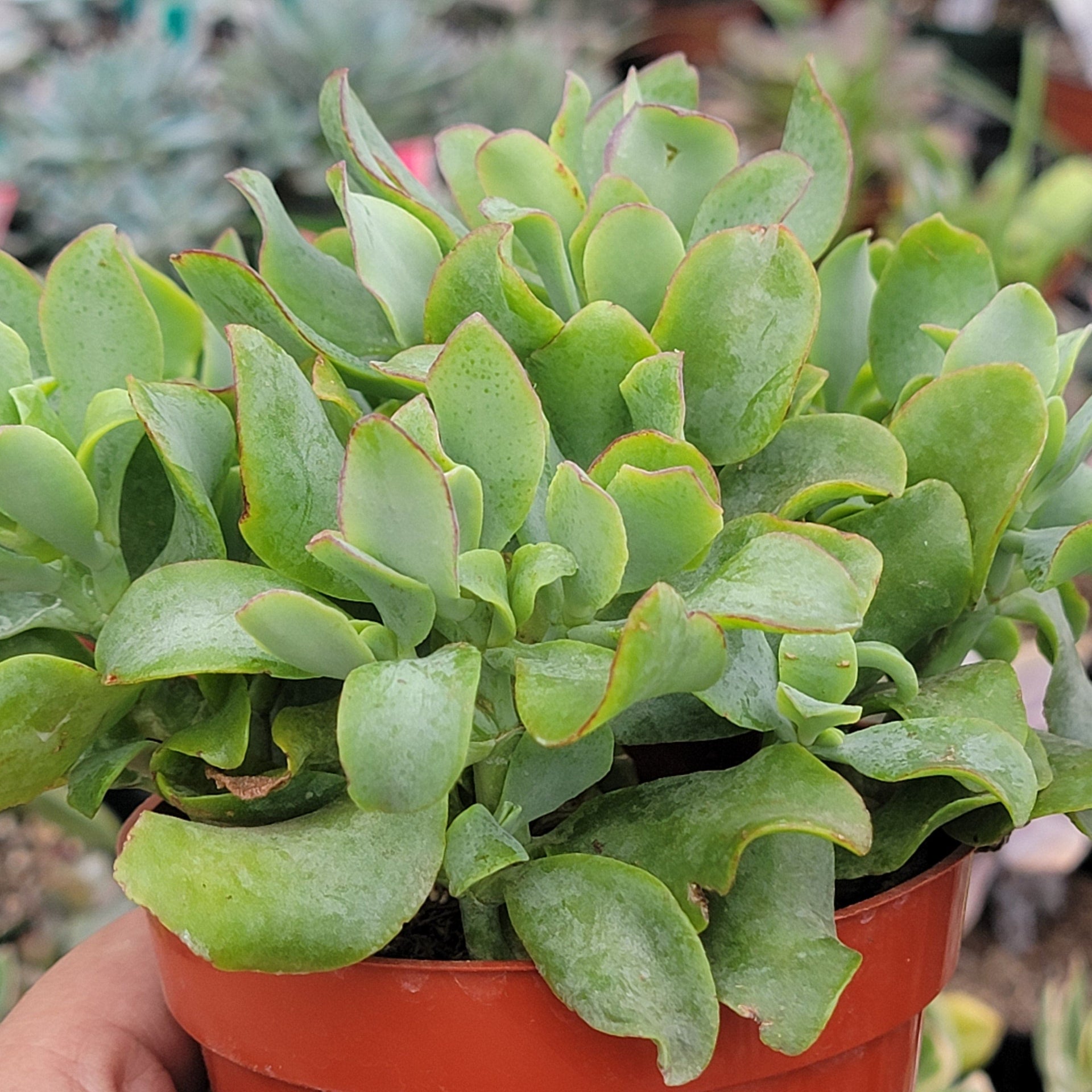 succulent with curly leaves Crassula Undulatifolia 'Ripple Jade' – DesertScapeSucculent