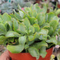 Crassula Undulatifolia 'Ripple Jade' - 4 Inch Assorted - Succulent - DesertScapeSucculent