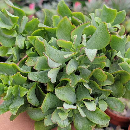 succulent with wavy leaves Crassula Undulatifolia 'Ripple Jade' – DesertScapeSucculent