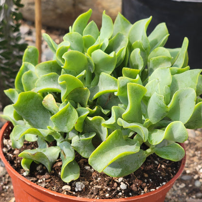 succulent ripple jade Crassula Undulatifolia 'Ripple Jade' – DesertScapeSucculent