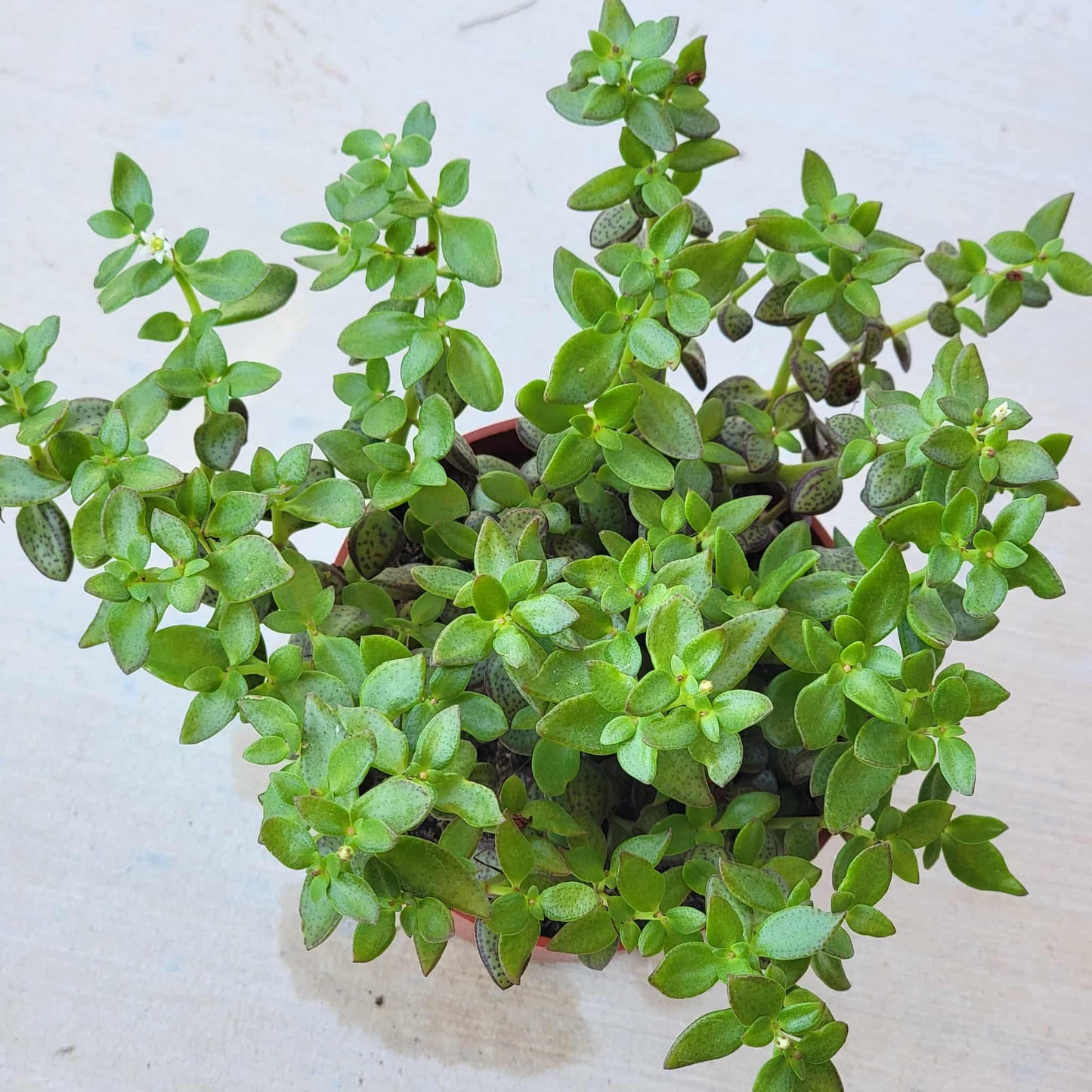 Crassula volkensii 'Frickle Pickle' - 4 Inch Assorted - Succulent - DesertScapeSucculent