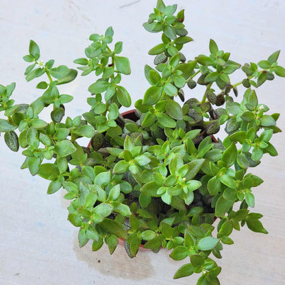 Crassula volkensii 'Frickle Pickle' - 4 Inch Assorted - Succulent - DesertScapeSucculent