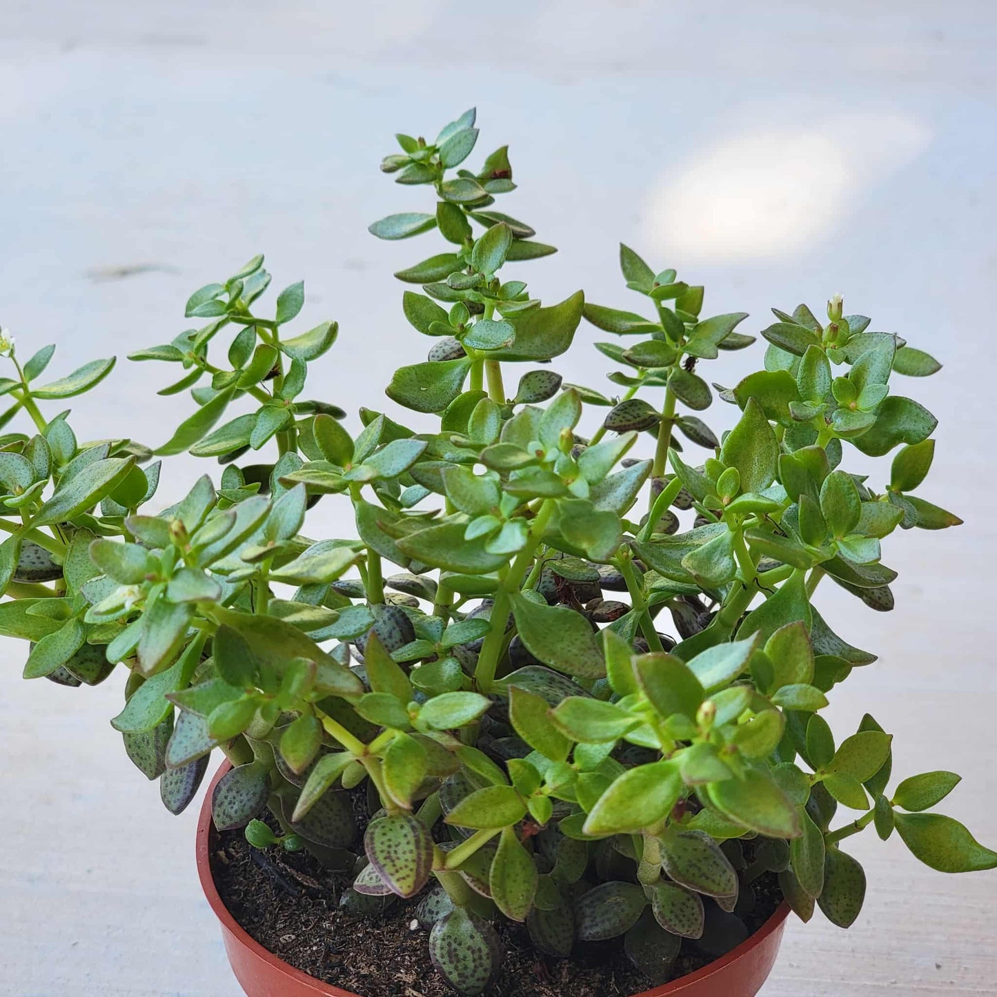 Crassula volkensii 'Frickle Pickle' - 4 Inch Assorted - Succulent - DesertScapeSucculent