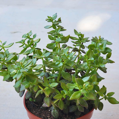 Crassula volkensii 'Frickle Pickle' - 4 Inch Assorted - Succulent - DesertScapeSucculent