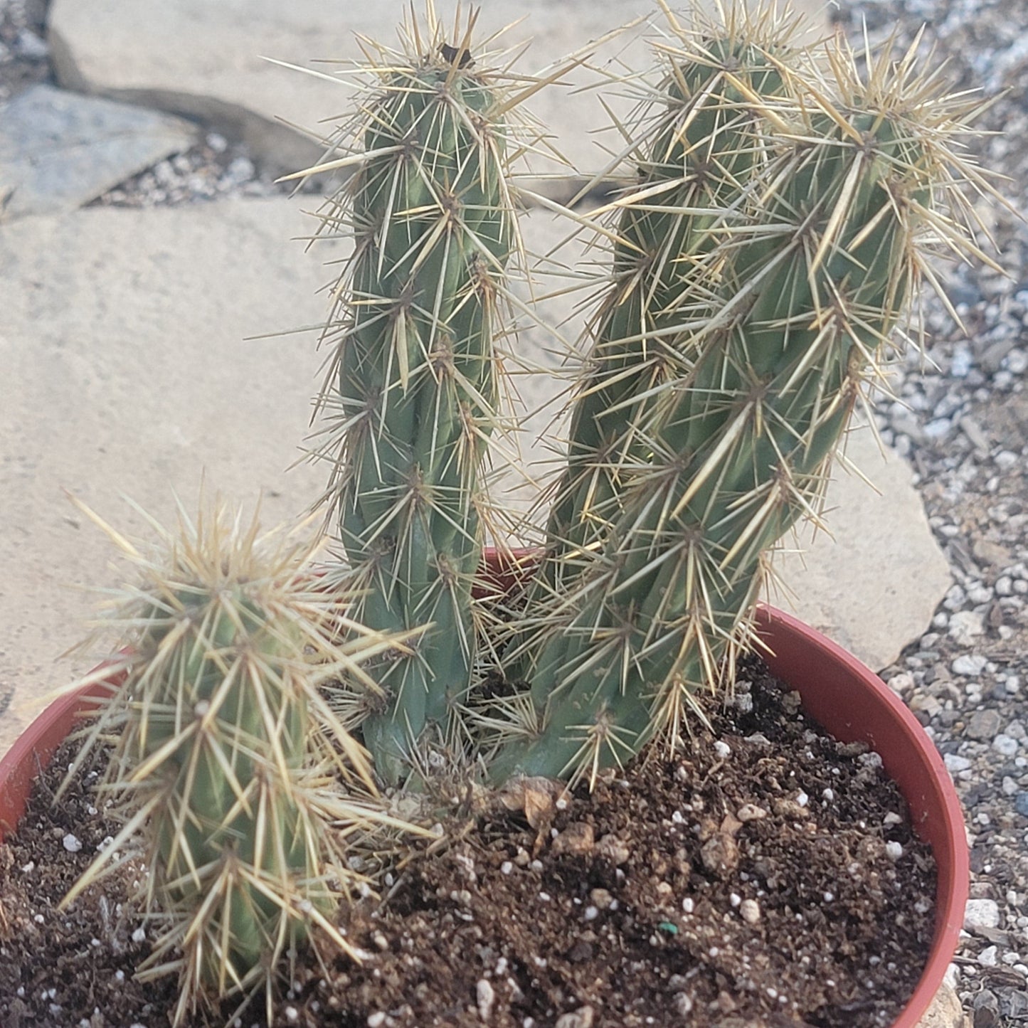 Cylindropuntia fulgida 'jumping cholla'