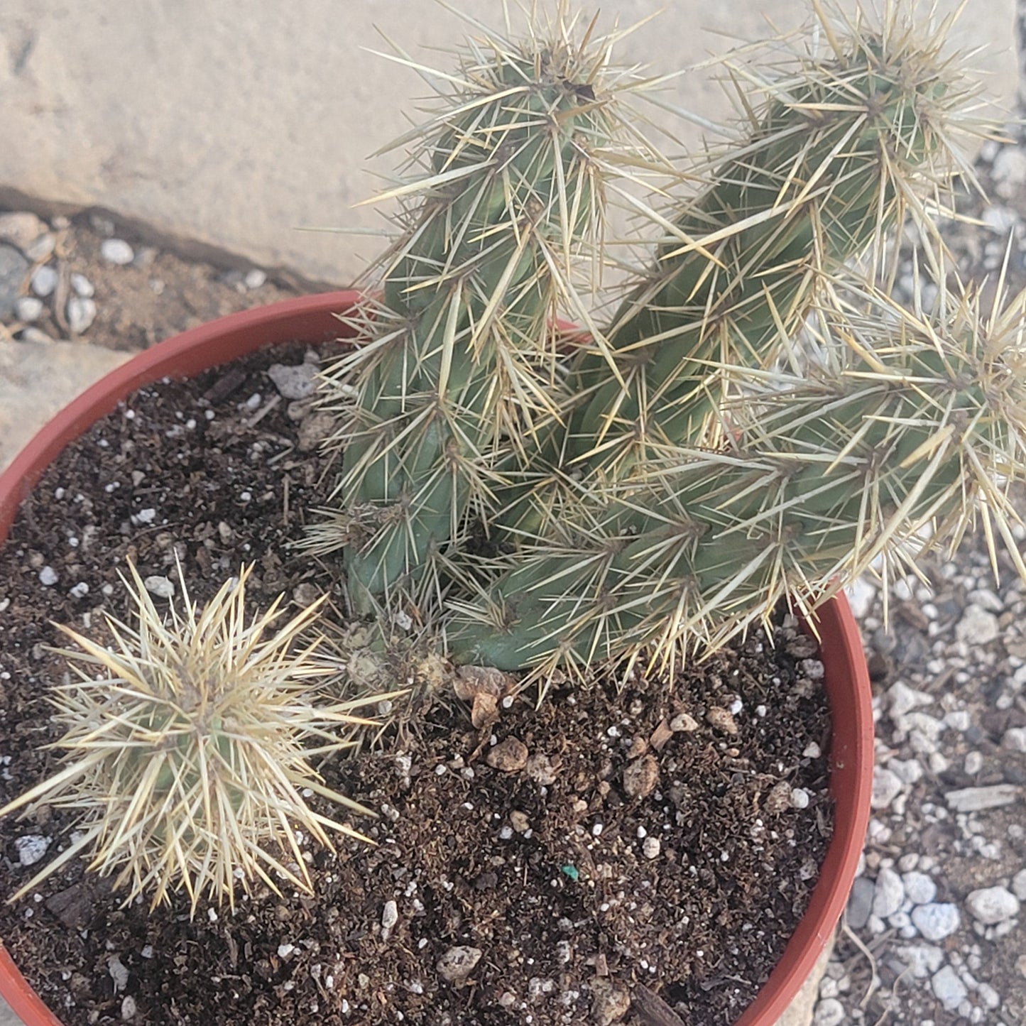 Cylindropuntia fulgida 'jumping cholla'