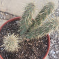 Cylindropuntia fulgida 'jumping cholla' - 6 Inch Assorted - Cactus - DesertScapeSucculent