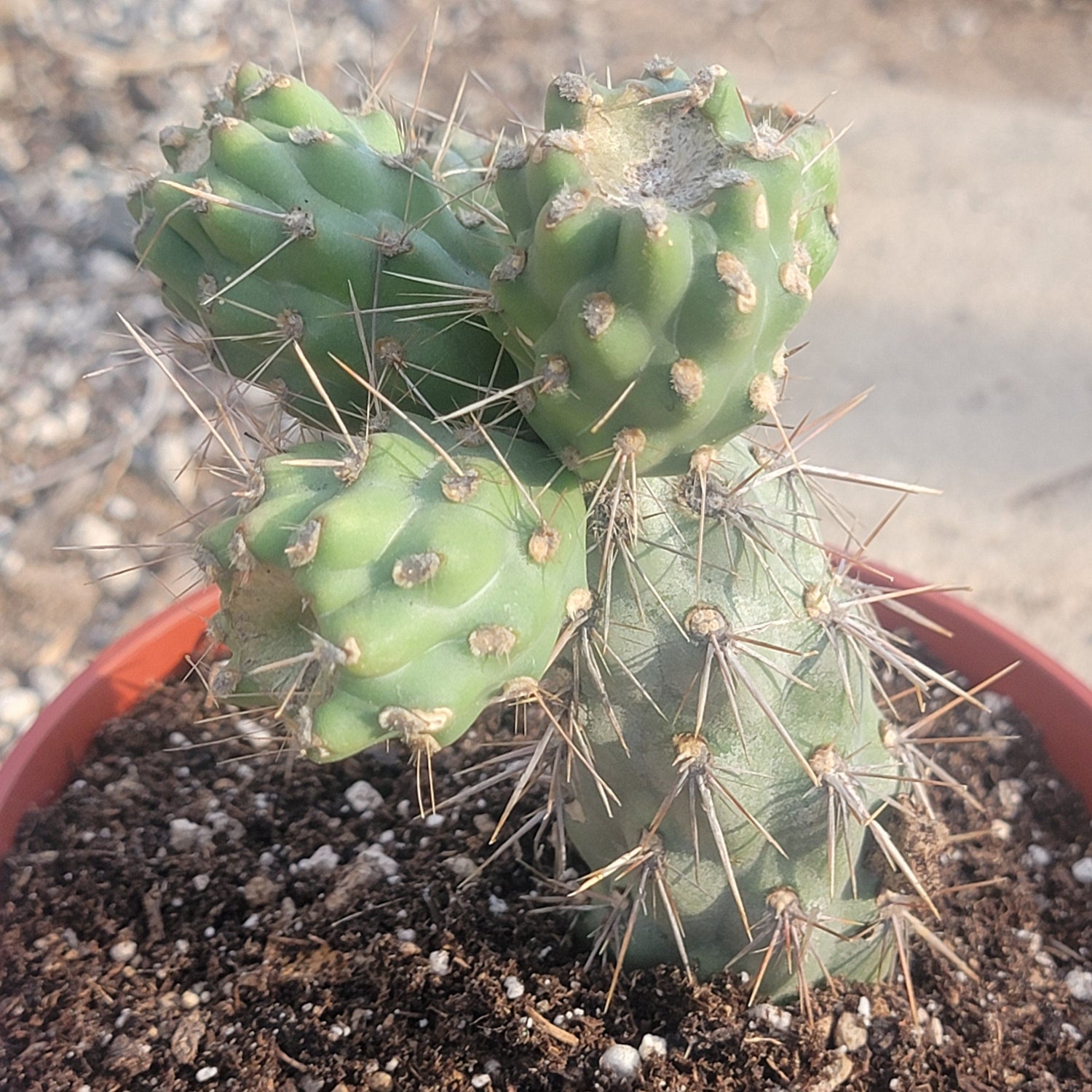 DesertScapeSucculent Succulent 6" Assorted Cylindropuntia prolifera 'Coastal cholla'