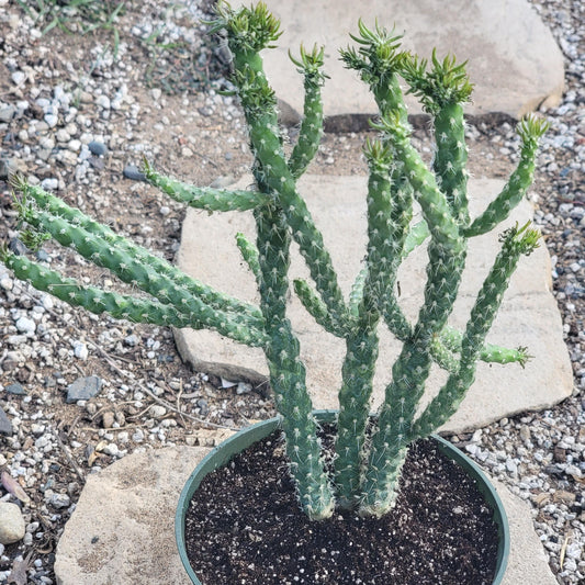 Cylindropuntia Spinosior 'Cane Cholla'