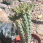 Cylindropuntia Whipplei - 4 Inch Assorted - Succulent - DesertScapeSucculent