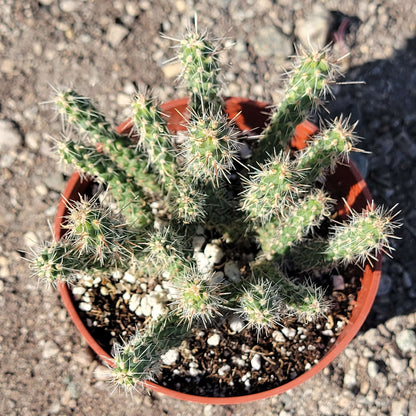 Cylindropuntia Whipplei