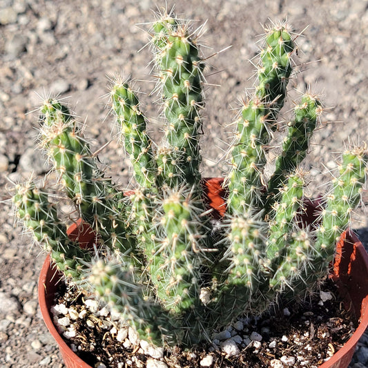 Cylindropuntia Whipplei