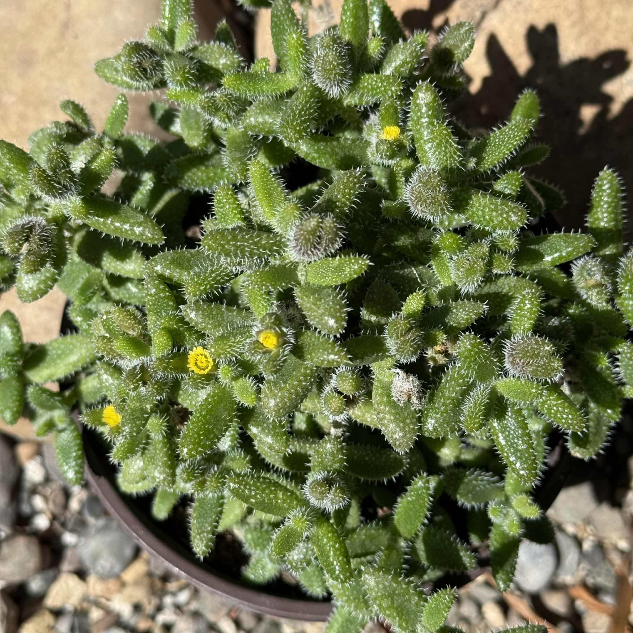 Delosperma echinatum