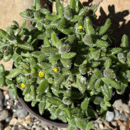 Delosperma Echinatum 'Pickle Plant' - 4 Inch Assorted - Succulent - DesertScapeSucculent