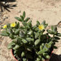 Delosperma Echinatum 'Pickle Plant' - 4 Inch Assorted - Succulent - DesertScapeSucculent