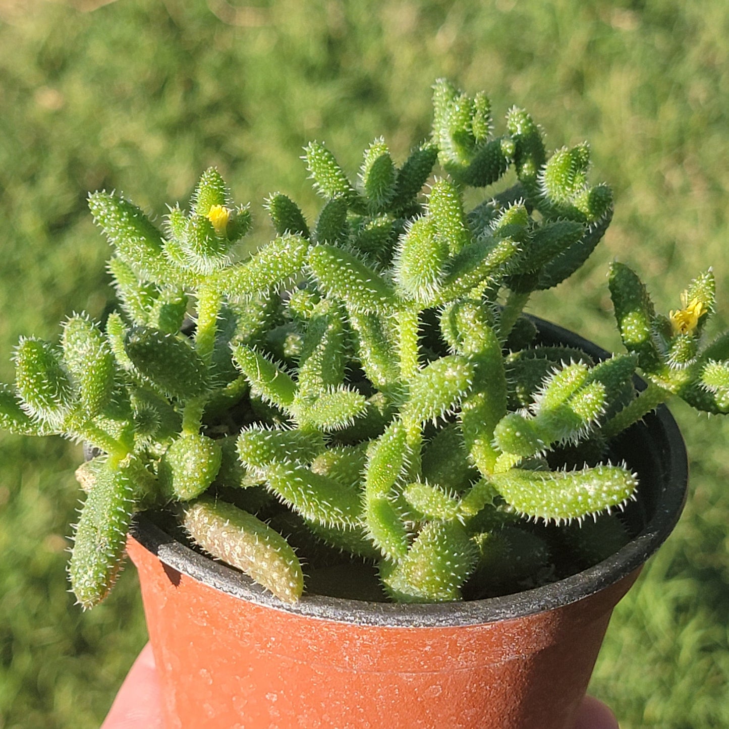 Delosperma Echinatum 'Plante de cornichon'