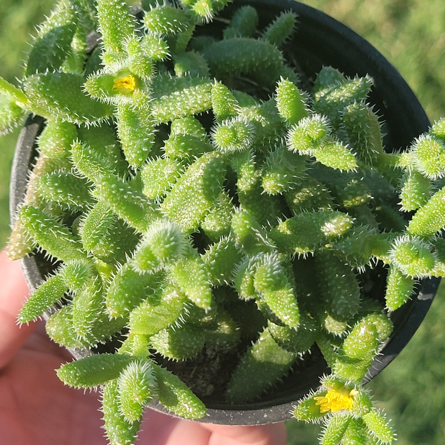 Delosperma Echinatum 'Planta de encurtidos'