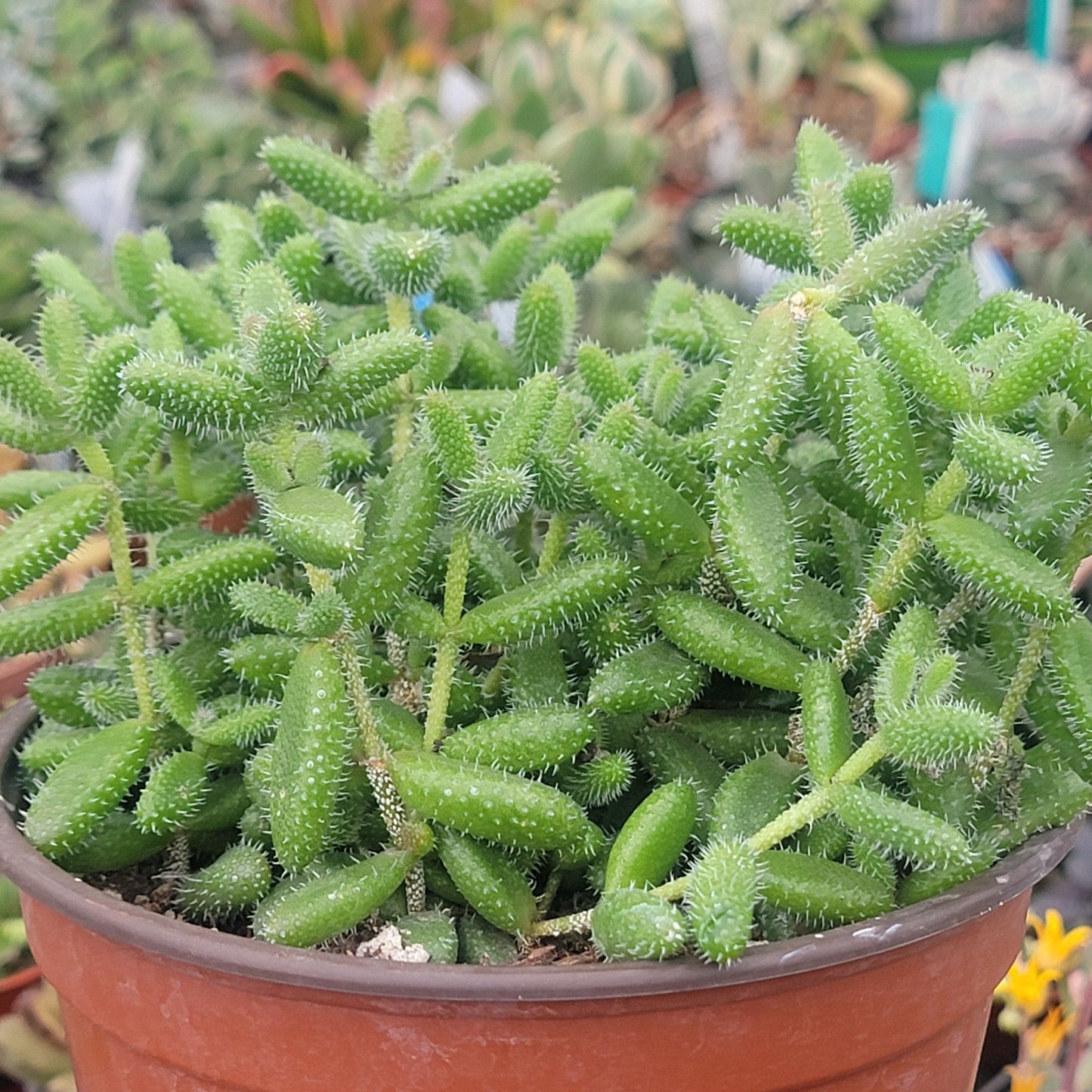 Delosperma Echinatum 'Plante de cornichon'