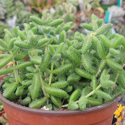 Delosperma Echinatum 'Planta de encurtidos'