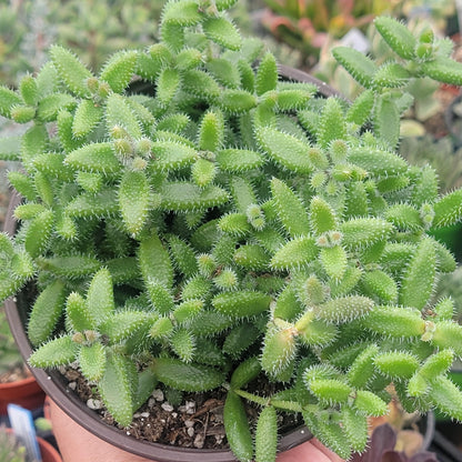 Delosperma Echinatum 'Plante de cornichon'