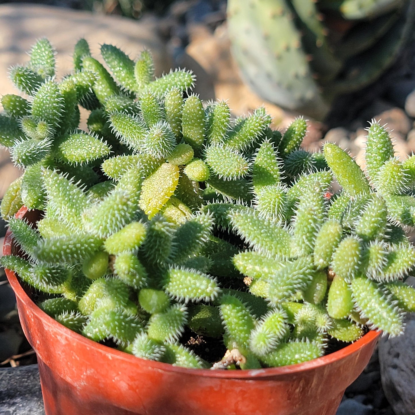 DesertScapeSucculent Succulent Delosperma Echinatum 'Pickle Plant'