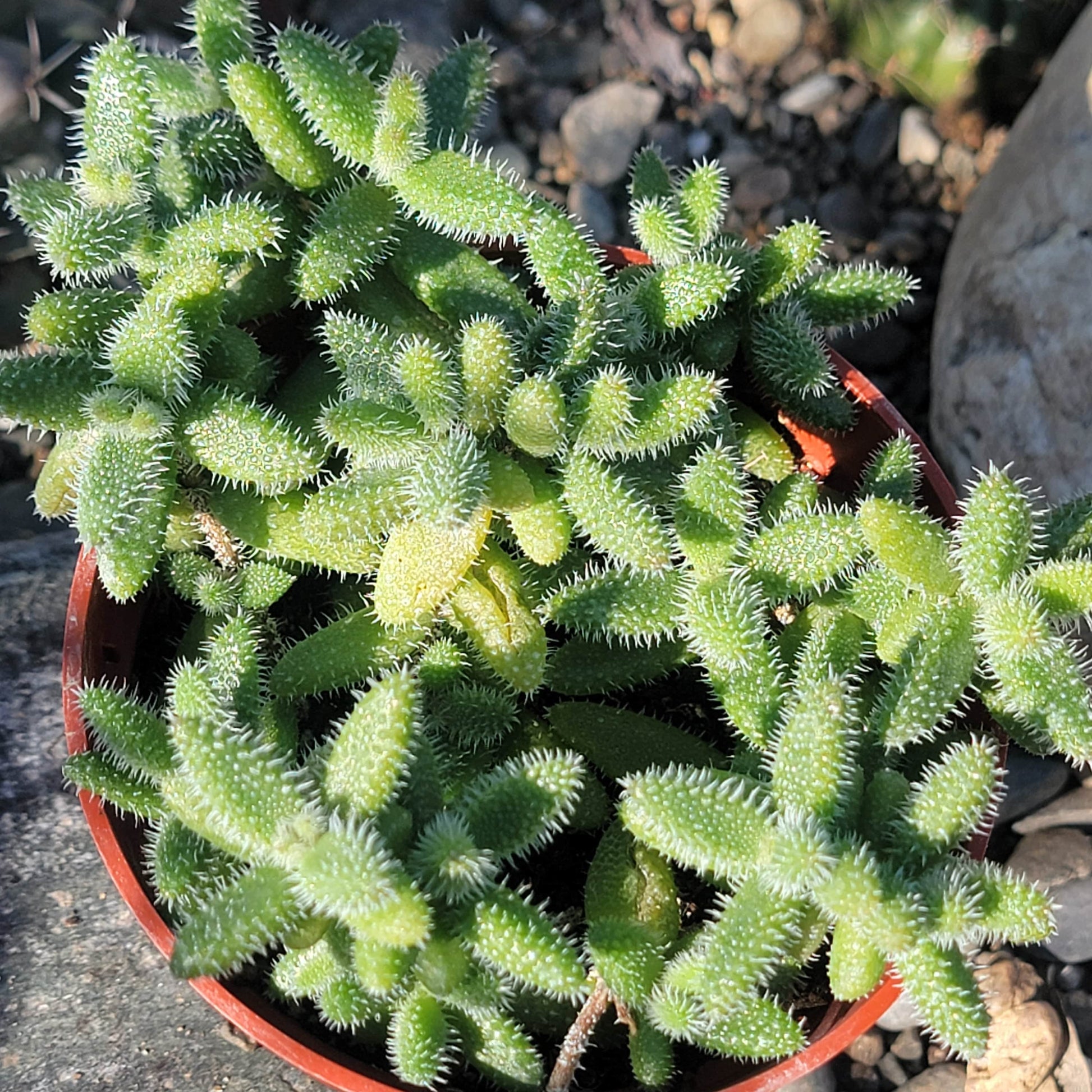 DesertScapeSucculent Succulent Delosperma Echinatum 'Pickle Plant'