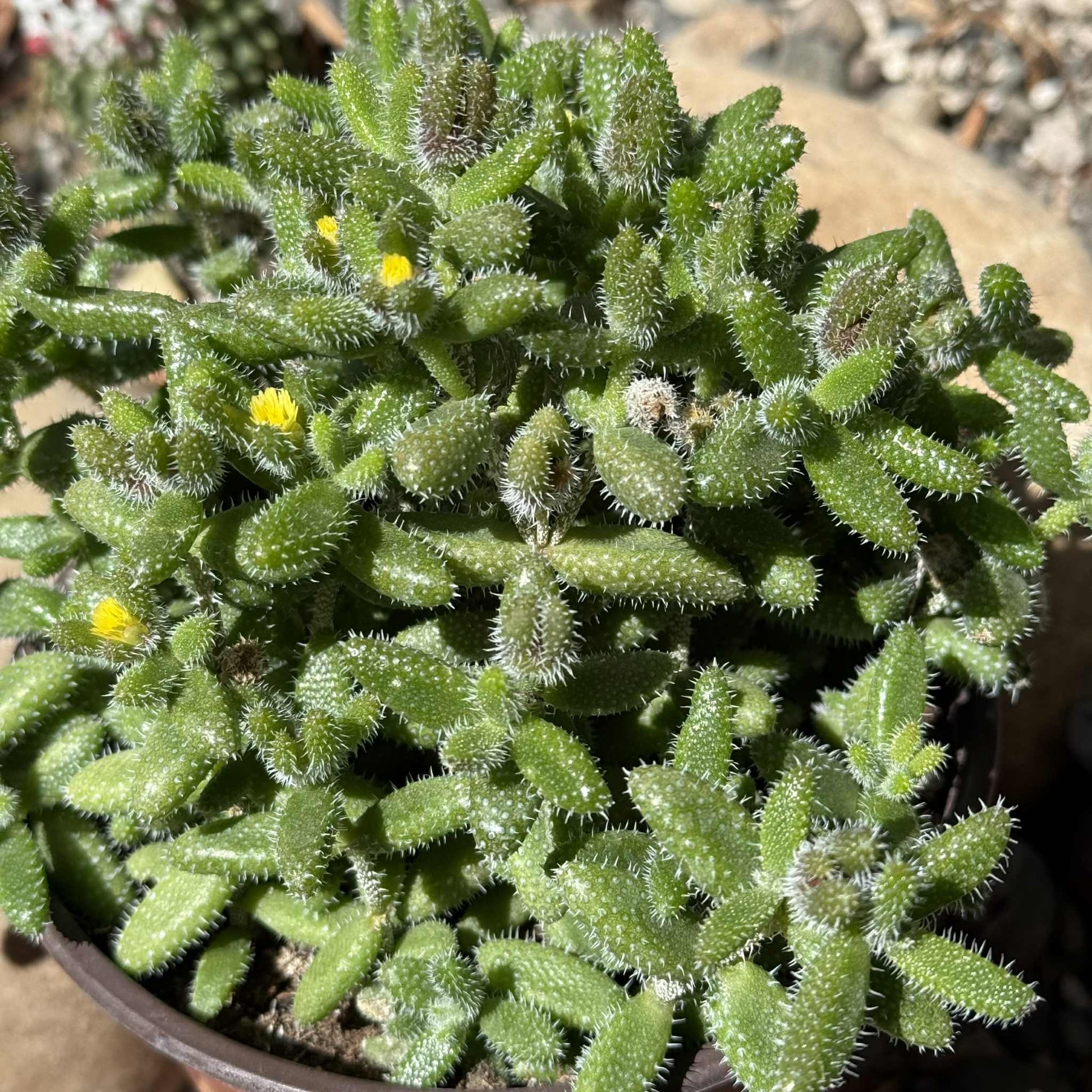 is a pickle plant a succulent Delosperma Echinatum 'Pickle Plant' – DesertScapeSucculent