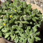 Delosperma Echinatum 'Pickle Plant' - 6 Inch Assorted - Succulent - DesertScapeSucculent
