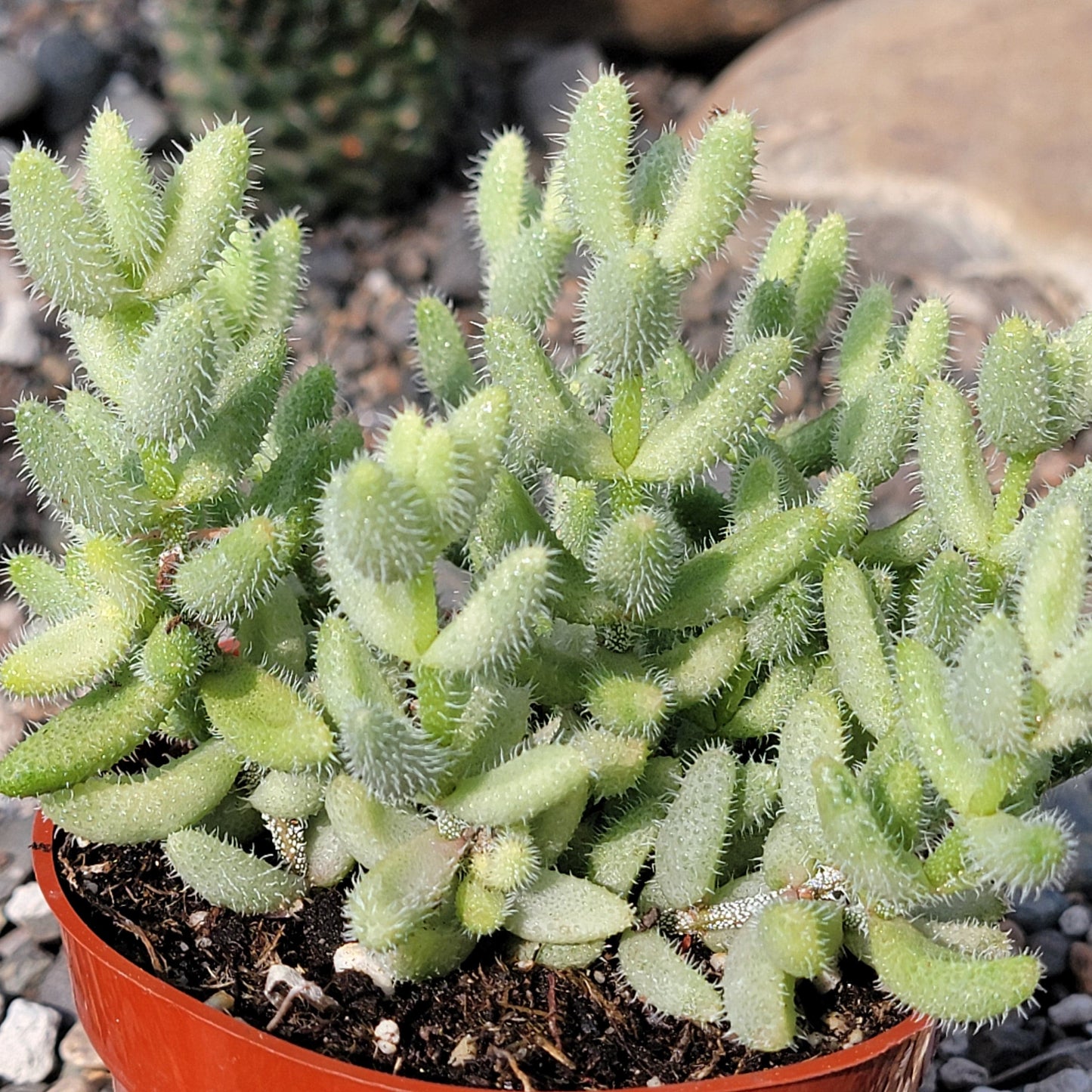 DesertScapeSucculent Succulent 4" Assorted Delosperma Echinatum 'Pickle Plant' Var.